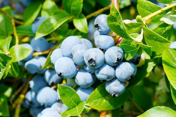 Vaccinium corymbosum 'Blue Ray'