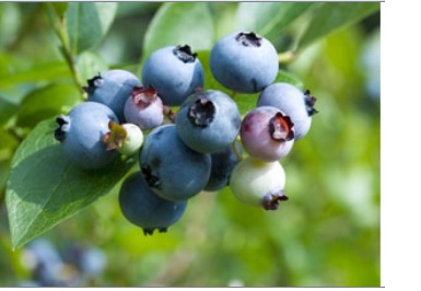 Blueberry 'Bluetta'