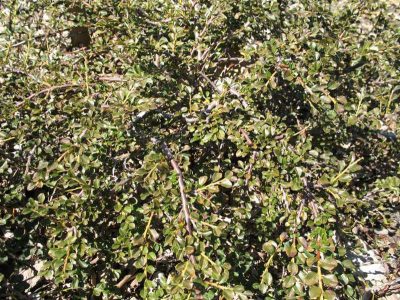 Cotoneaster x 'Hessei'