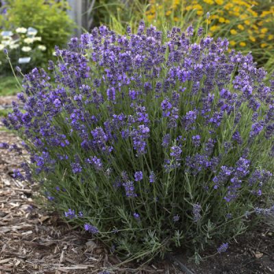 Lavandula angustifolia 'Hidcote'