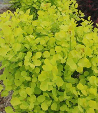 Golden Spirit Smoke Tree
