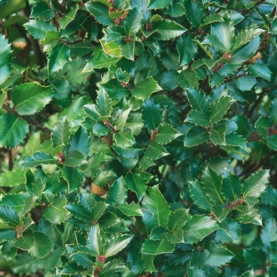 'Blue Prince' English Holly