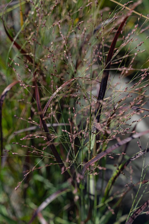 Panic raide 'Prairie Fire'