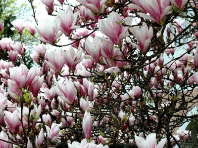 Saucer Magnolia