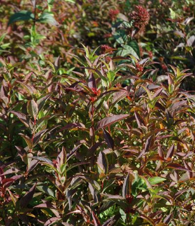 Diervilla sessilifolia 'Butterfly'