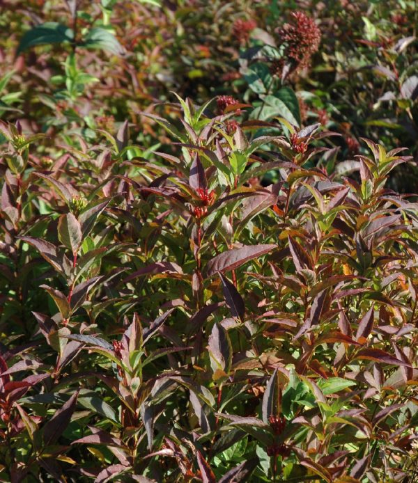 Diervilla sessilifolia 'Butterfly'