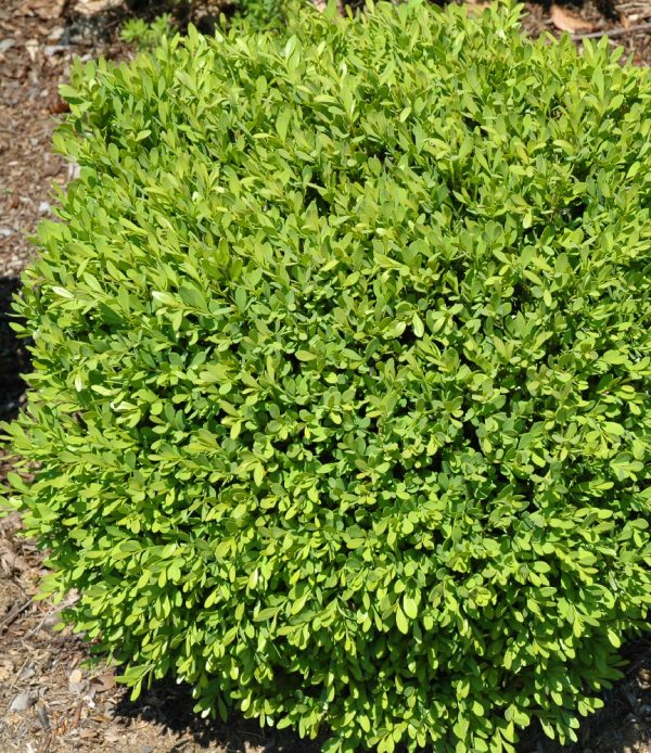 Buxus 'Green Gem'