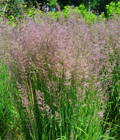 Calamagrostis acutiflora 'Karl Foerster'