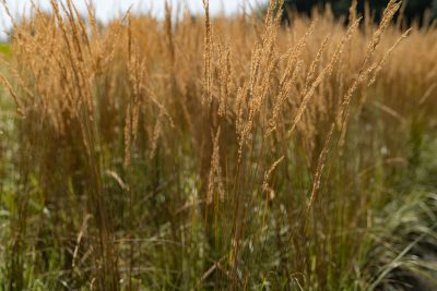 Calamagrostis acutiflora 'Overdam'