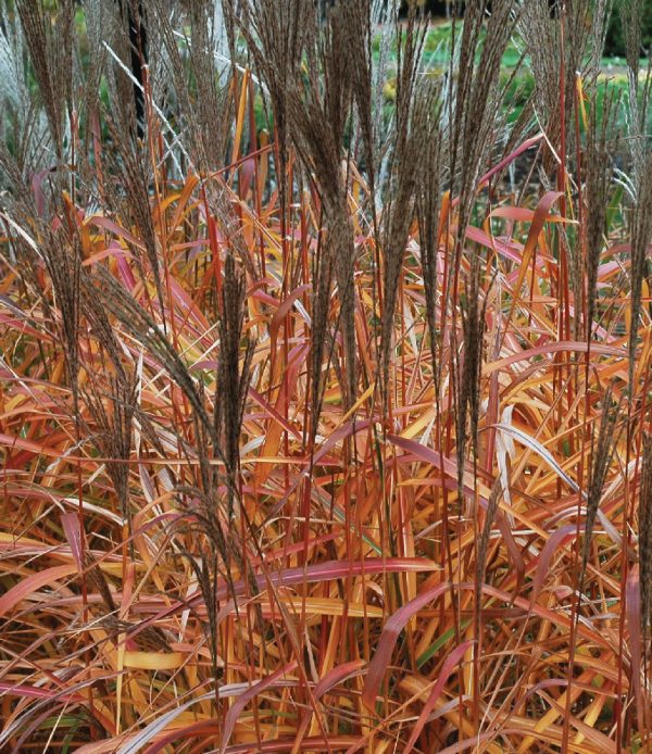 Roseau de Chine 'Purpurascens'