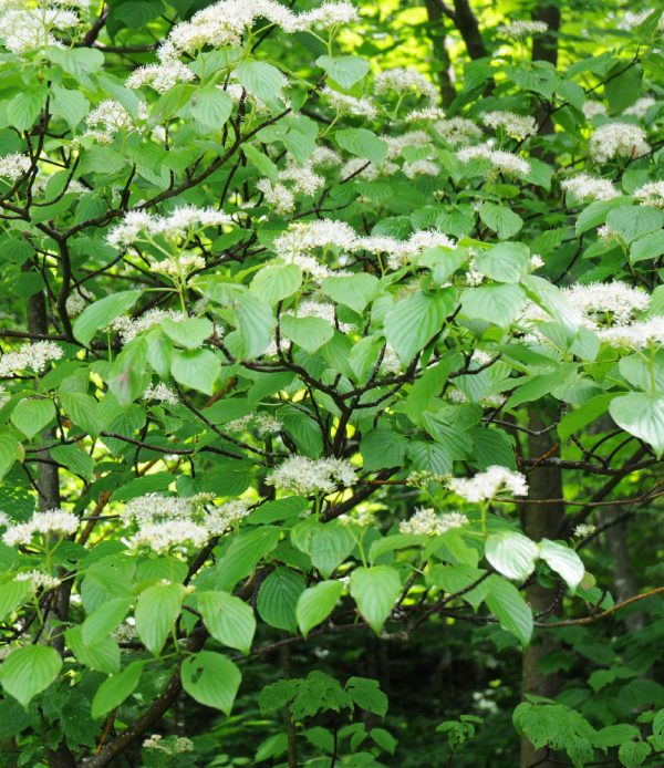Cornouiller à feuilles alternes