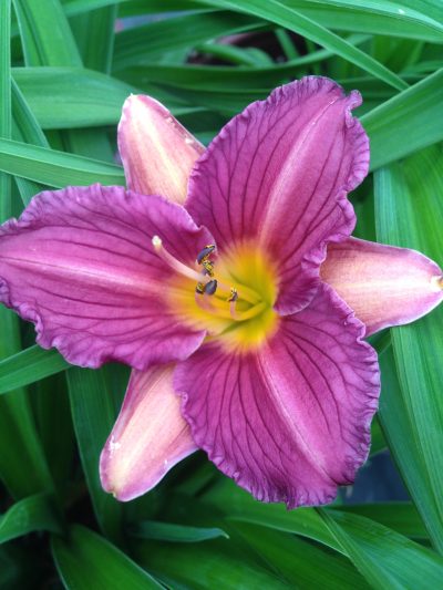 Hemerocallis 'Purple D'Oro'