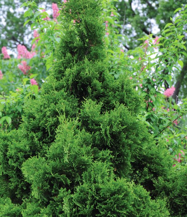 Thuya occidentalis 'Holmstrup'