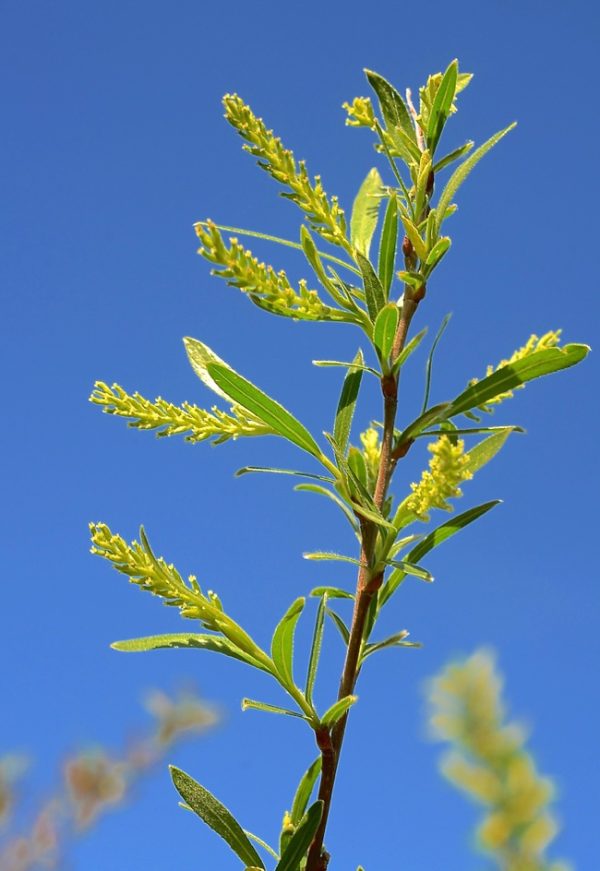 Salix interior