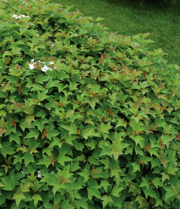 American Cranberrybush