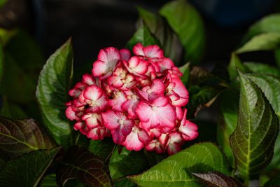 Hydrangea macrophylla 'Kimono' BE