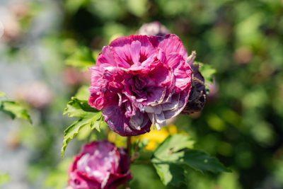 Hibiscus de Syrie Duc de Brabant