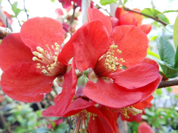 Chaenomeles x superba 'Fire Dance'