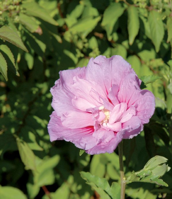 Lavender Chiffon® - Hibiscus syriacus