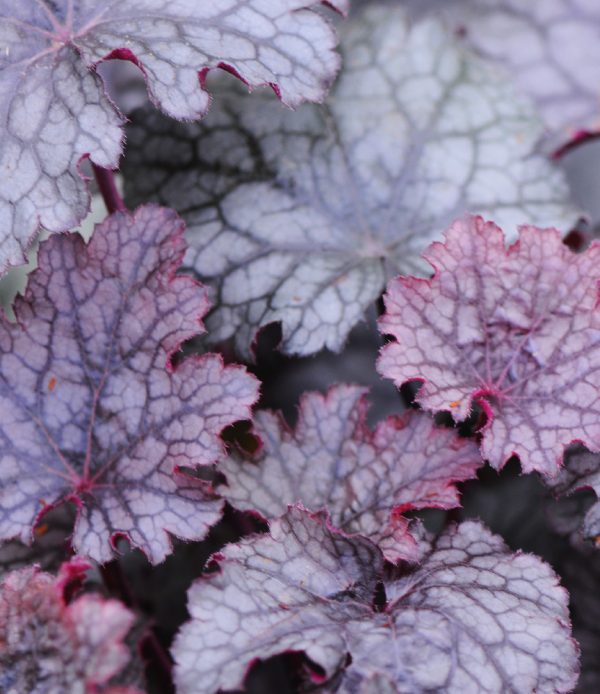 Heuchère 'Amethyst Mist'