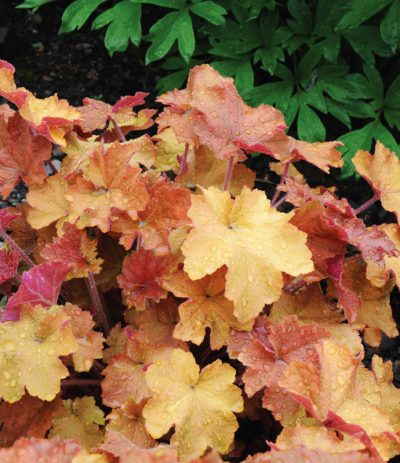 Heuchera 'Caramel'