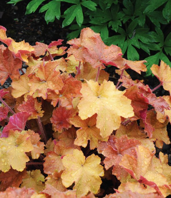 Heuchera 'Caramel'