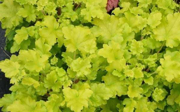Heuchère 'Lime Rickey'