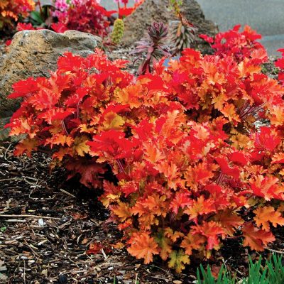 Heuchère 'Marmalade'