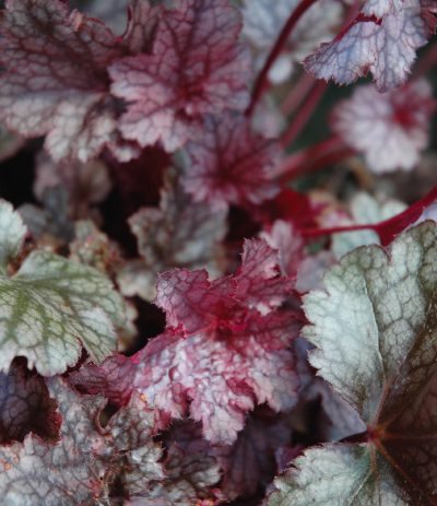 Heuchère 'Plum Pudding'