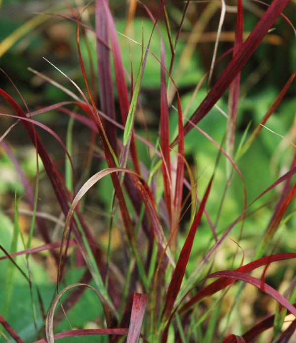 Shenandoah Switchgrass