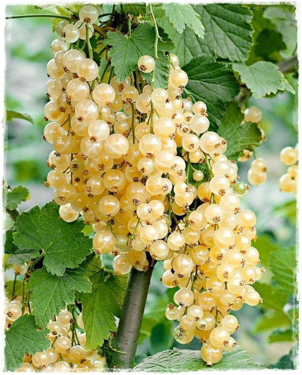 Ribes rubrum 'White Pearl'