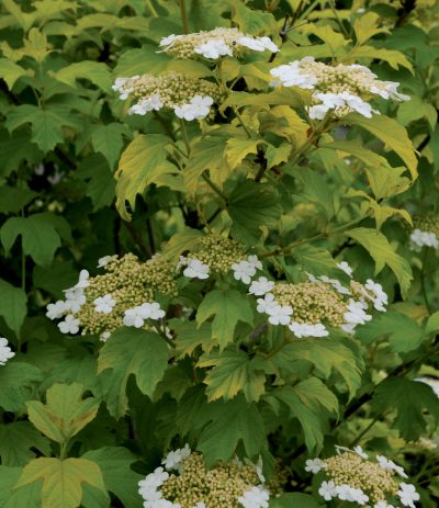 Viorne Obier 'Harvest Gold'