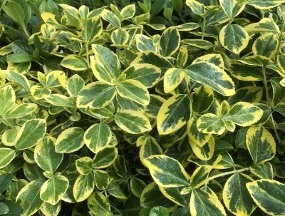 'Canadale Gold' Wintercreeper Euonymus