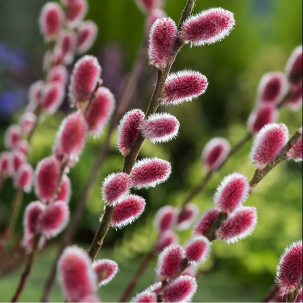 Saule à chaton rose