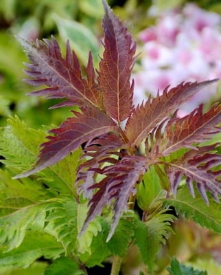 Sambucus nigra 'Serenade'