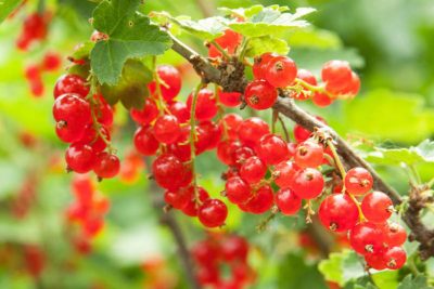 Ribes rubrum 'Red Lake'