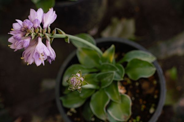 Hosta miniature 'Blue Mouse Ears'