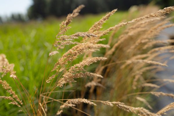 Calamagrostide acutifolia 'Avalanche'