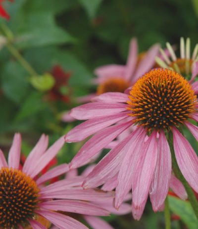 Echinacea purpurea 'Magnus'