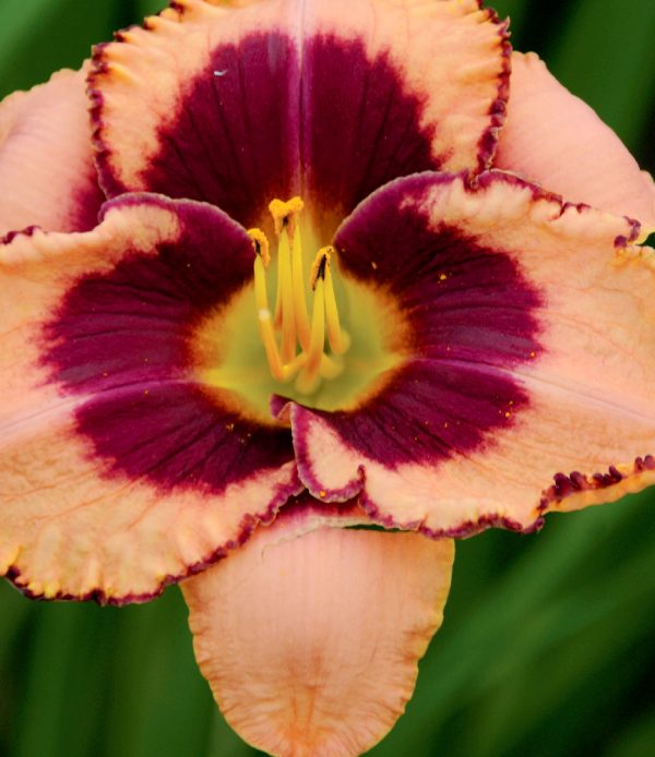 Hemerocallis 'Daring Deception'