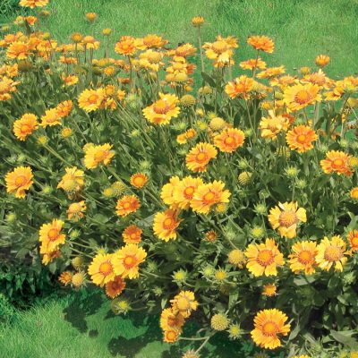 Gaillarde 'Oranges Lemons'