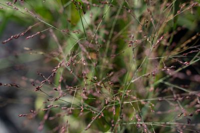 Heavy Metal Switch Grass
