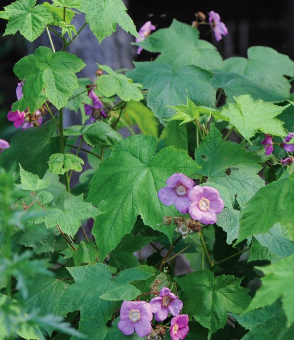 Flowering Raspberry