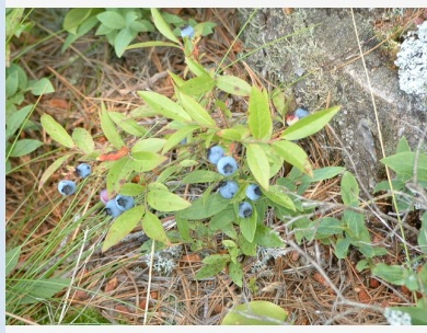 Vaccinium angustifolium