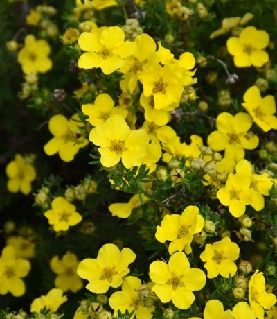 Dakota Sunspot' Potentilla