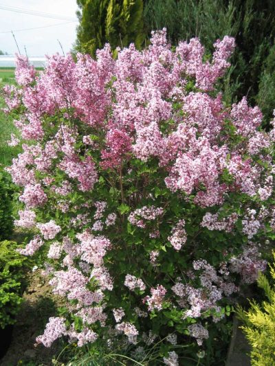 Syringa microphylla 'Superba'