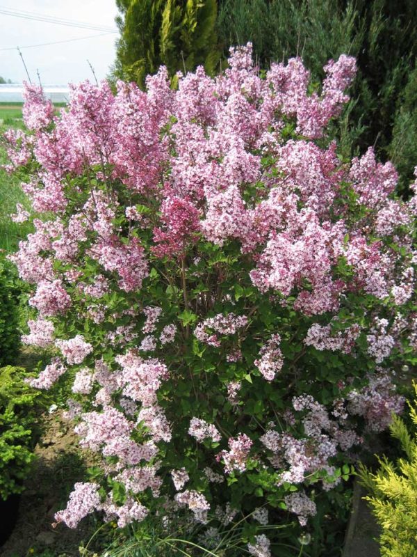 Syringa microphylla 'Superba'