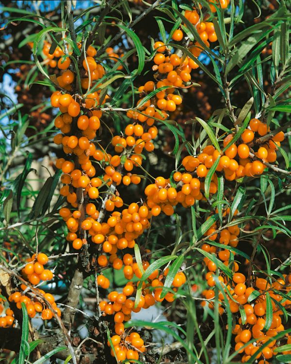 Sea Buckthorn 'Leikora'