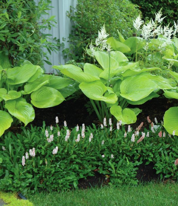 Hosta 'Sum and Substance'