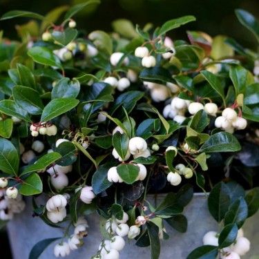 Wintergreen 'Peppermint Pearl'